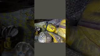 Dambulla Cave Temple: Sri Lanka’s Sacred Wonder Inside a Rock #facts #shorts