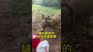 五種，驢的冷知識 🤯 #科普 #知識 #動物 #tiktokanimals