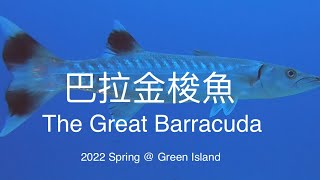 巴拉金梭魚 The Great Barracuda