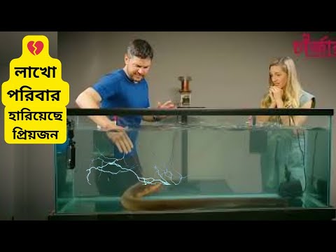 পারমাণবিক বিদ্যুতের বিকল্প হতে পারে এই মাছ। প্রাণিচার্জ