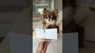 Pup Cup or Bath? Letting my dog pick! 🤭 #chocolatechihuahua #puppy #puppylife #puppyvideos