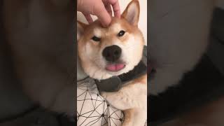 最爱点柴犬的鼻子！ #寵物 #萌宠 #狗狗 #pets #搞笑 #cute #animals #宠物 #柴犬