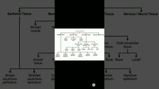 flow chart on animal tissue | ch Tissue class 9 biology | #class #biologyclass #flowchart #science