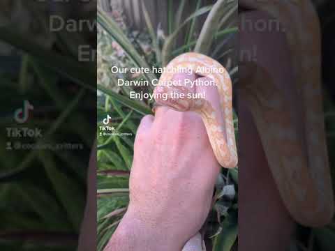 Albino carpet python out for some sun #shorts