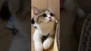 Cat in a Cute Outfit