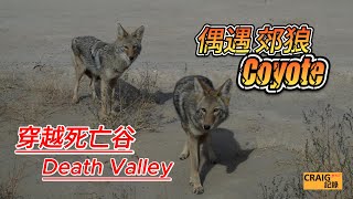 偶遇郊狼！穿越死亡谷  Three Coyotes at Death Valley