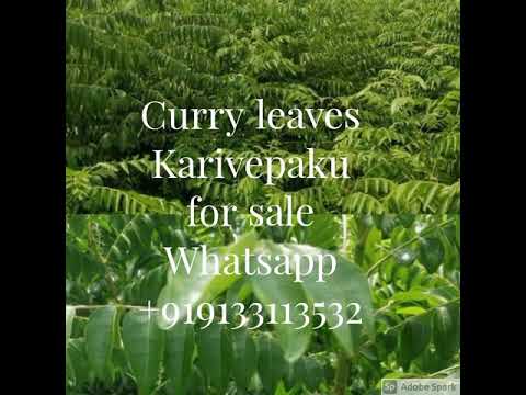 curry leaves export quality