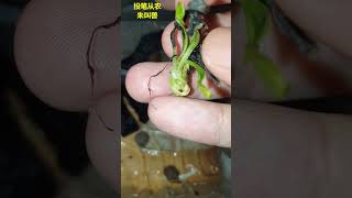 246 亡羊补牢，用椰糠拯救捕蝇草 --- 投筆從農朱叫獸 365挑戰之246