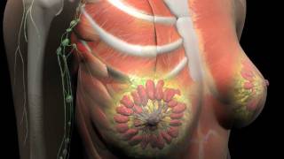 [Chinese] 来认识多一点乳癌的知识 (Understanding Breast Cancer)