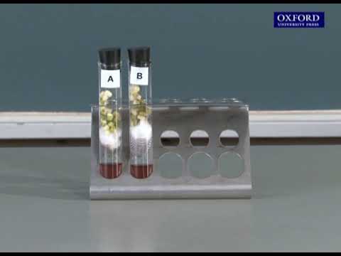 Practical 21.2 Investigation of carbon dioxide production in germinating seeds