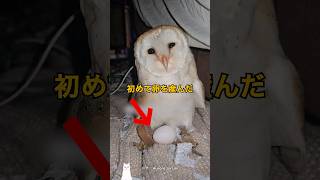An owl brags every time she lays an egg