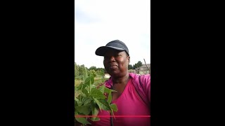 WEEDING AND HARVESTING MY VEGETABLES.