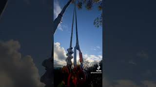 Eucalyptus removal ! Two rope working!. #arborist #arboristing #dangerous #climbing