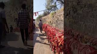 pavagadh#pavagadh #pavagadhtemple #mataji #mahakali #shortsfeed #trending #trending1 #shorts #short