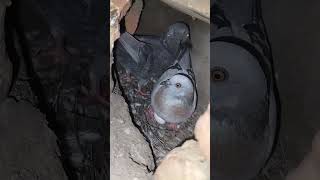 KABUTAR LOVER 🕊️#kabutar #pigeon #pigeons #birds #kabootar #pigeonpose #pigeonlove #kabutarbazi