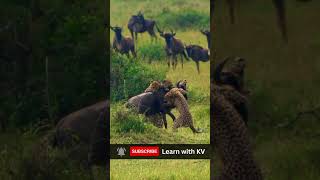 4K African wildlife: Cheetahs hunts wildebeest  #cheetahs #wildebeest #wild #shorts