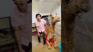 Moh 🐮 Scaring To Camel 😰|