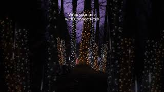 How to wrap outdoor Christmas lights on a tree using ConnectPro 🎄 #christmas #lights #howto