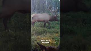 Wapiti Wednesday