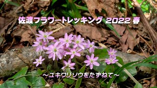 佐渡フラワートレッキング2022春 4K