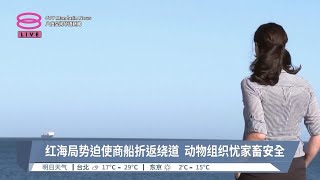 红海局势迫使商船折返绕道  动物组织忧家畜安全【2024.01.31 八度空间华语新闻】