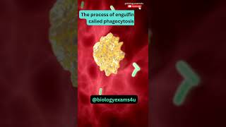 Macrophage eating Bacteria 🦠| 3D Animation | Immunology | @biologyexams4u