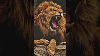 Lion Roar