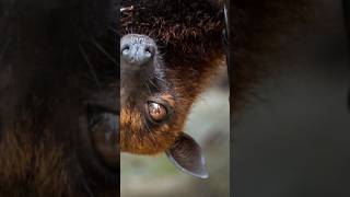 Meet the Enormous Indian Flying Fox in Jaw-Dropping Flight