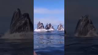 whales?😲oh god what the heck?#whale#spermwhale#sounds#ocean#travel2021