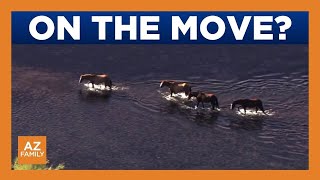 Scottsdale mayor looking to relocate dozens of Salt River Horses
