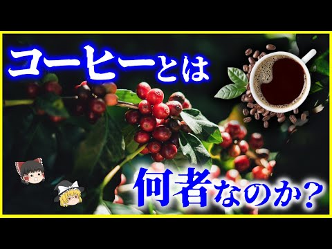 【ゆっくり解説】2日間しか咲かない花…「コーヒー」とは何者なのか？を解説/豆の種類と風味の違い