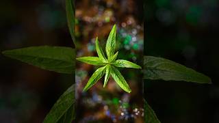 Flexible Macro Lighting vs Natural Light – Which One’s Better?