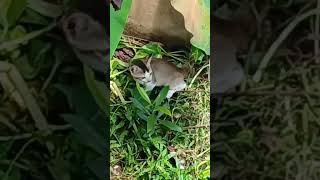 Caught on camera watering wrong way 💦 🌿 #cat #sillycats #funny #kitten #greenery #nature #naturecall