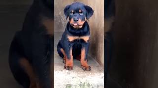 Give her a name 🐶 #shorts #rottweiler #namehunt #puppy