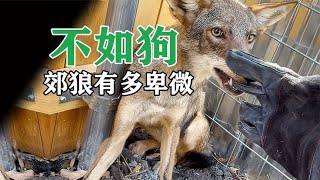 他是郊狼，国外所热爱狩猎的对象