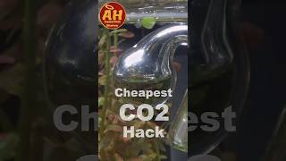 Aquarium CO2 #shorts #co2 #aquarium #cheap