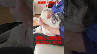 硬直した前足のリハビリ #認知症犬 #shorts