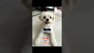 If your pet was on a dating site post . #petprofile #pethumor #mikidog #dogofyoutube #doghumor