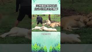 美洲獅偷襲飼養員 危急時刻被老虎攔下     #寵物 #動物 #可愛
