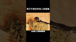 （動物世界）燕子是如何選擇築巢地的🤔🤔🤔 #science #科普 #animals #生物 #燕子 #shorts