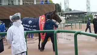 中山グランドジャンプ優勝馬 イロゴトシ