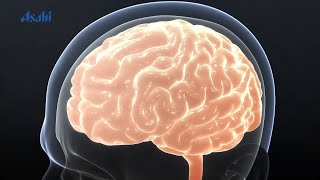 Lactononadecapeptide Works on Brain Function