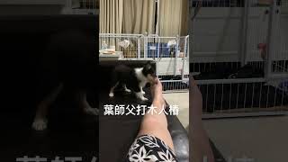 #puppy #sheltie #sheltiepuppy #喜樂蒂 #喜樂蒂牧羊犬 #牧羊犬