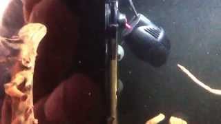 Hydor circulation and wave maker pump added to the huge discus aquarium