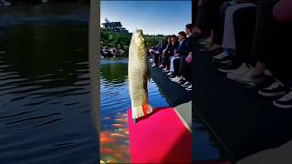 Fish Outta Water #fish #fypシ゚viral #ai #aifilter #aifilters #capcut #trending #shortsviral