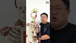 [1분 해부학] EP.3 강릭T _ 복근 운동 _ 해부학 맛집 #쇼츠 #shorts  #언니네 #공부방 #해부학 #강의