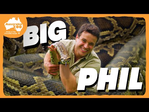 A perfect python...with a genius name 🐍😆 | Australia Zoo Life