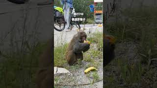 骑行318，又遇见野猴子了，偷吃零食真可爱！
