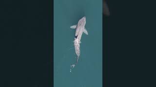 Basking Shark Short  #animalfacts #shark #sharkweek #marinelife #baskingshark