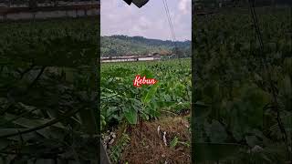 kebun talas pratama 2 #fyp #video #viral #reels#trending #covermusic #perhutanan #perkebunan #trend